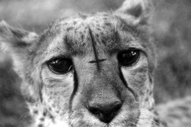 Afrika'da yabani hayat 10