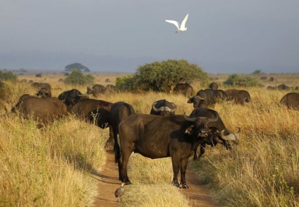 Afrika'da yabani hayat 12