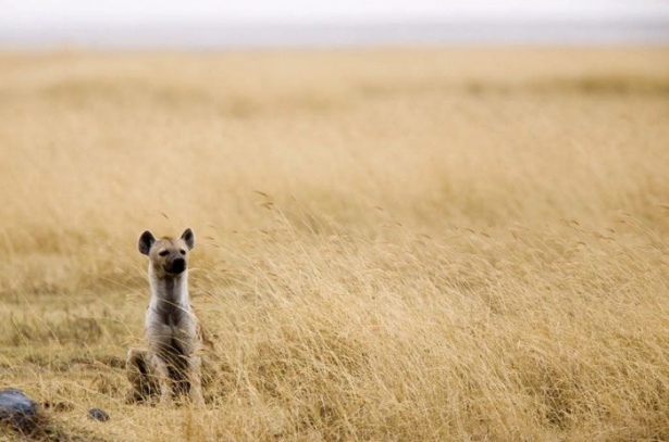 Afrika'da yabani hayat 17
