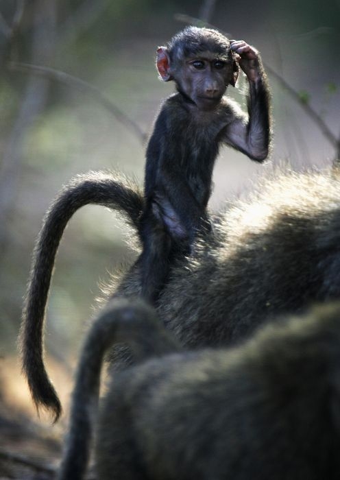 Afrika'da yabani hayat 2