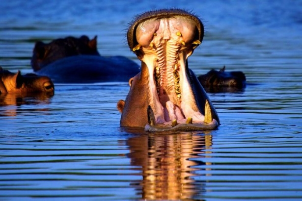 Afrika'da yabani hayat 21