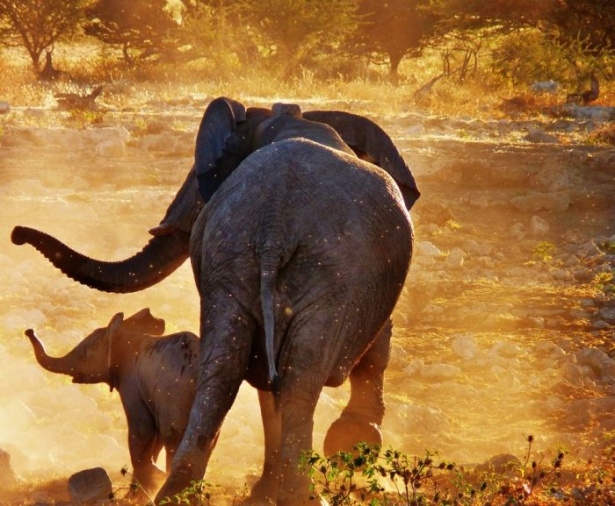 Afrika'da yabani hayat 22