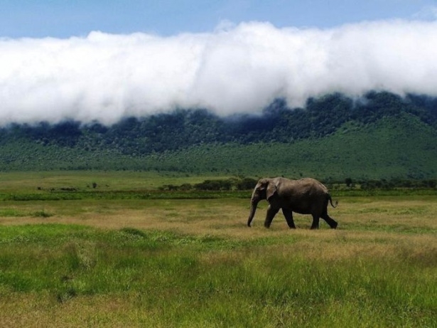 Afrika'da yabani hayat 23