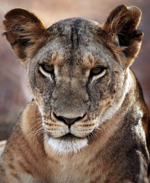 Afrika'da yabani hayat 25