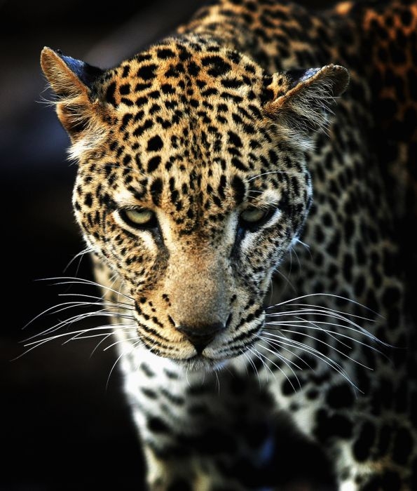 Afrika'da yabani hayat 26