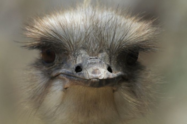 Afrika'da yabani hayat 27