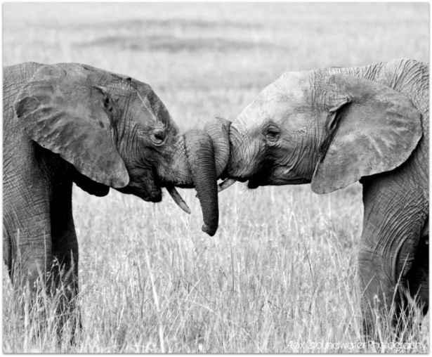 Afrika'da yabani hayat 28