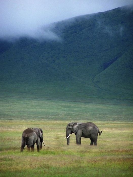 Afrika'da yabani hayat 29