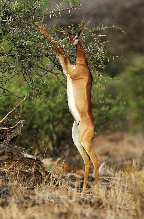 Afrika'da yabani hayat 3