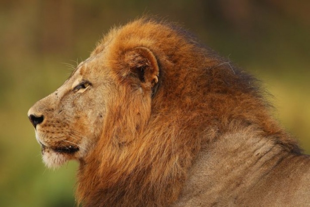 Afrika'da yabani hayat 30