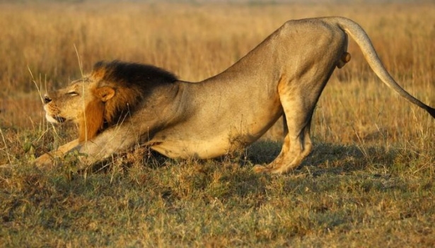 Afrika'da yabani hayat 6