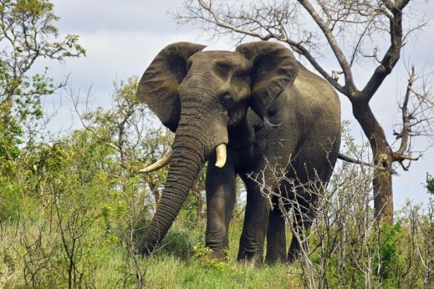 Afrika'da yabani hayat 9