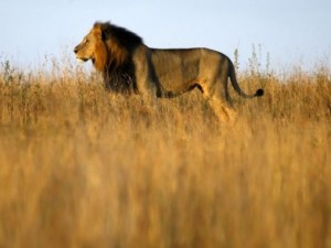 Afrika'da yabani hayat
