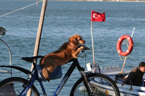 Türkiye'nin gizli cennetleri 102