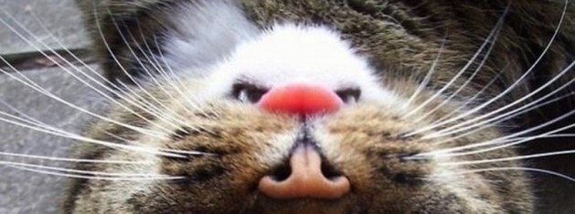 Bu fotoğraflarda bir terslik var 15