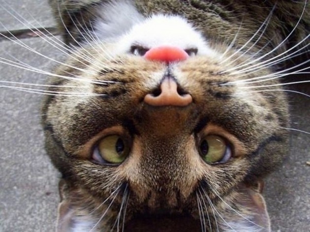 Bu fotoğraflarda bir terslik var 16