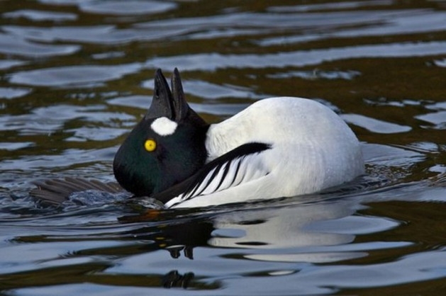 Bu fotoğraflarda bir terslik var 19