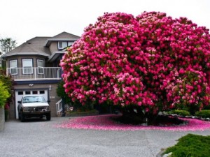 Doğanın mucizeleri