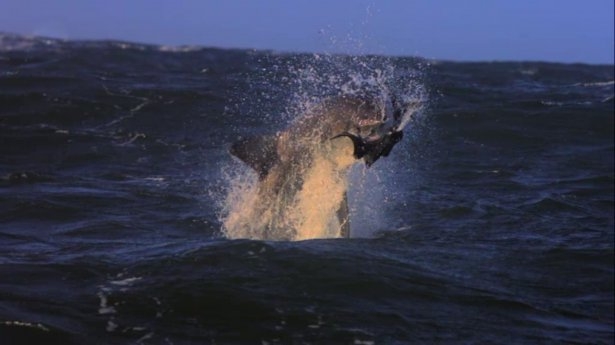 Mavi suların uçan köpekbalıkları 10