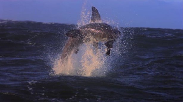 Mavi suların uçan köpekbalıkları 11