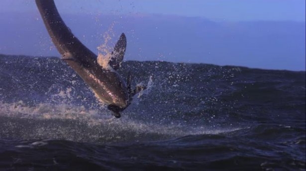 Mavi suların uçan köpekbalıkları 12