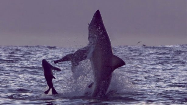 Mavi suların uçan köpekbalıkları 13