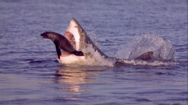 Mavi suların uçan köpekbalıkları 14