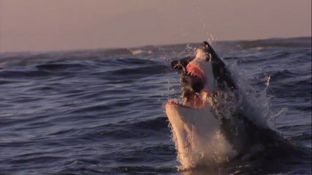 Mavi suların uçan köpekbalıkları 15