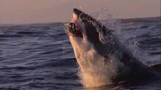 Mavi suların uçan köpekbalıkları 16