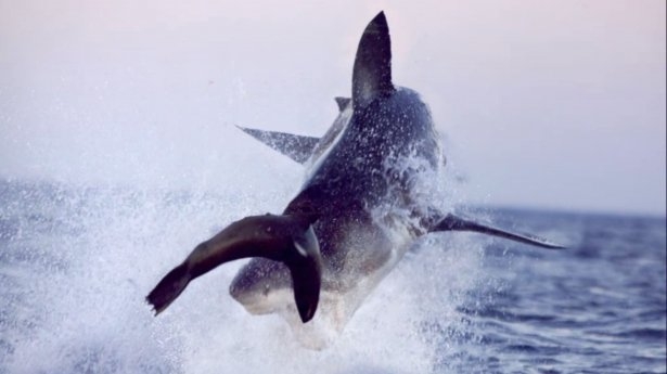Mavi suların uçan köpekbalıkları 17