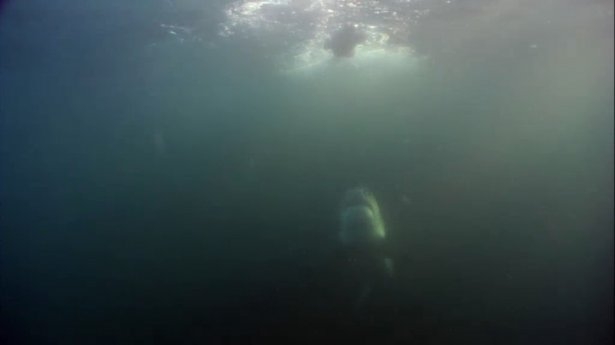 Mavi suların uçan köpekbalıkları 2