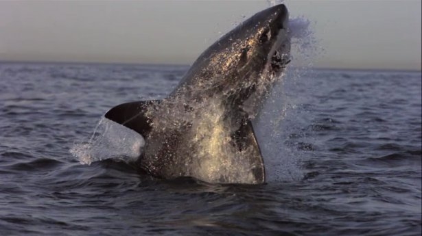 Mavi suların uçan köpekbalıkları 25