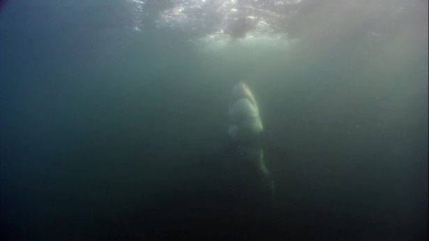 Mavi suların uçan köpekbalıkları 3