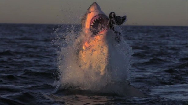 Mavi suların uçan köpekbalıkları 31