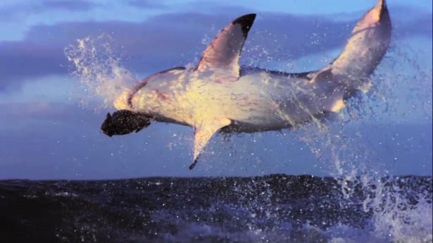 Mavi suların uçan köpekbalıkları 7