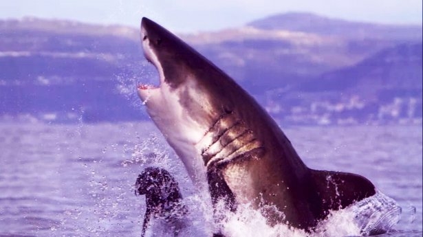 Mavi suların uçan köpekbalıkları 8