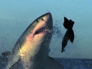 Mavi suların uçan köpekbalıkları