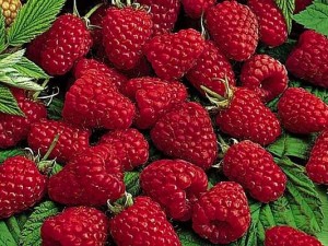 20 meyvenin 20 fayfası