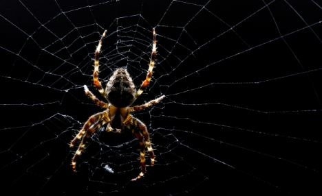 Örümcek ağındaki inanılmaz sır! 1