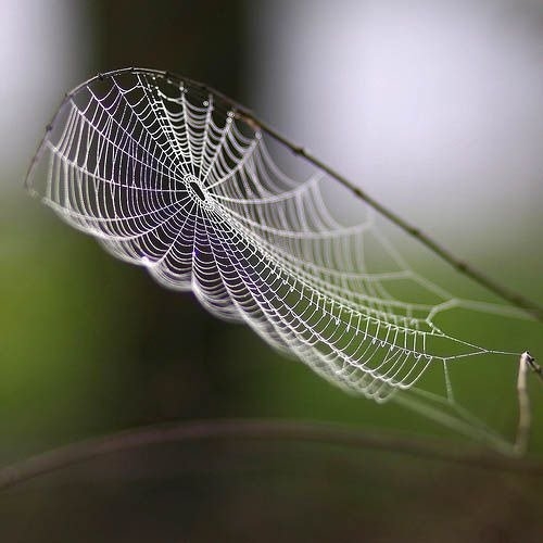 Örümcek ağındaki inanılmaz sır! 10