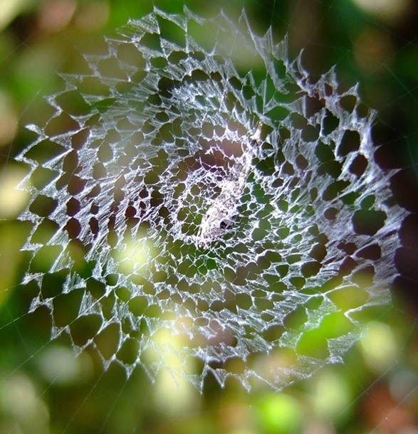 Örümcek ağındaki inanılmaz sır! 13