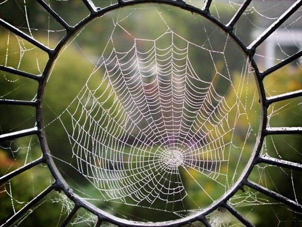 Örümcek ağındaki inanılmaz sır! 15