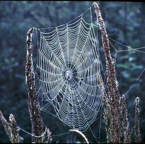 Örümcek ağındaki inanılmaz sır! 16
