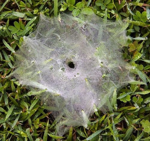 Örümcek ağındaki inanılmaz sır! 24