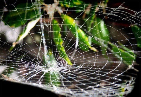 Örümcek ağındaki inanılmaz sır! 26