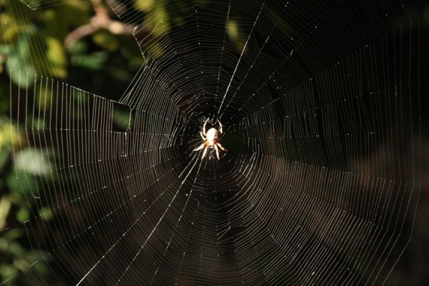 Örümcek ağındaki inanılmaz sır! 27