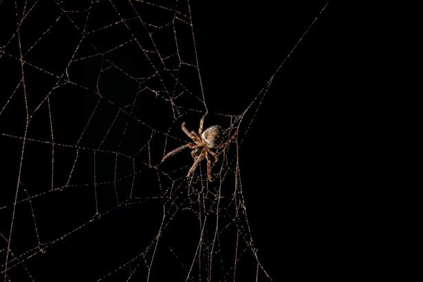 Örümcek ağındaki inanılmaz sır! 8