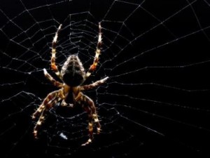 Örümcek ağındaki inanılmaz sır!