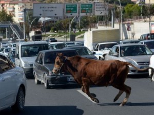 Kaçak kurbanlıklar