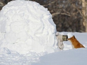 Belgeseller bakın nasıl çekiliyor